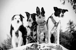 4 chiens à la montagne lors d'une randonnée éducative pour éducation canine