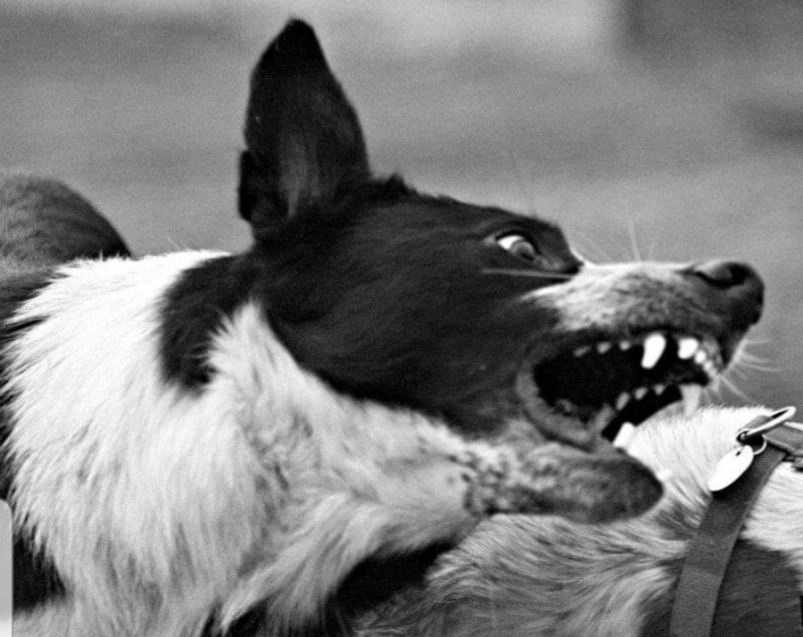 photo en noir et blanc d'un chien montrant les dents portrait chien